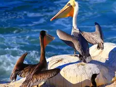 新奥尔良鹈鹕对阵芝加哥公牛鹈鹕